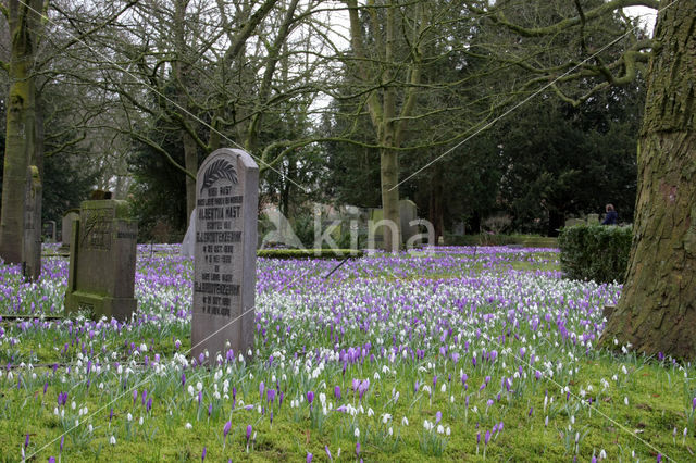 Krokus (Crocus spec.)