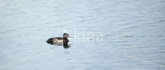 Tufted Duck (Aythya fuligula)