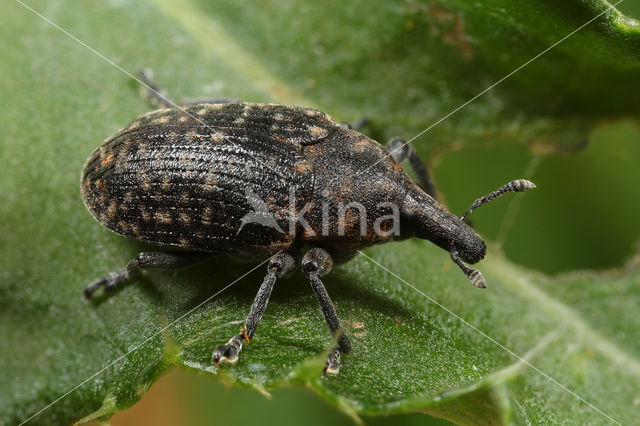 Larinus turbinatus