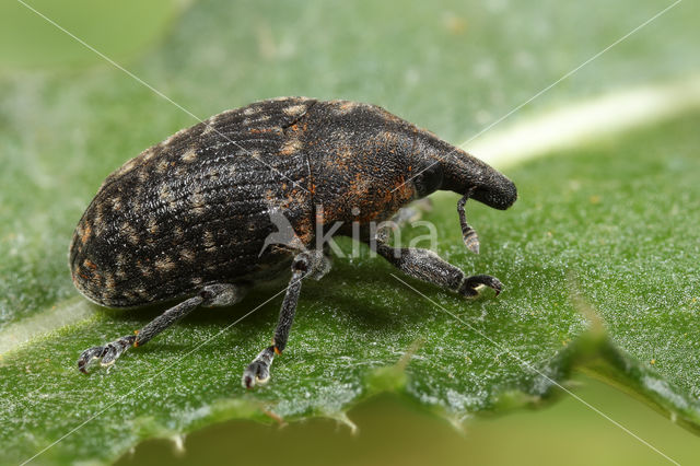 Larinus turbinatus