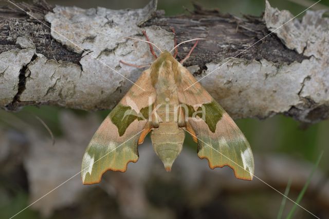 Lime Hawk-moth (Mimas tiliae)