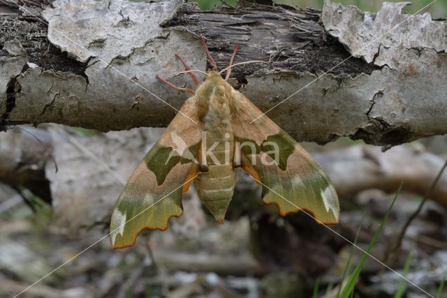 Lime Hawk-moth (Mimas tiliae)