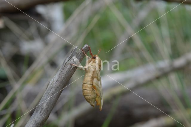 Lime Hawk-moth (Mimas tiliae)