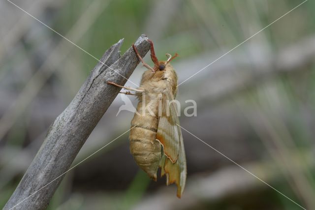 Lime Hawk-moth (Mimas tiliae)