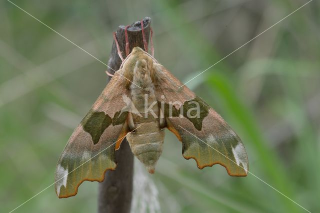 Lime Hawk-moth (Mimas tiliae)