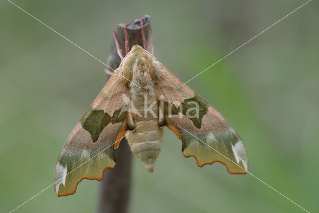 Lime Hawk-moth (Mimas tiliae)