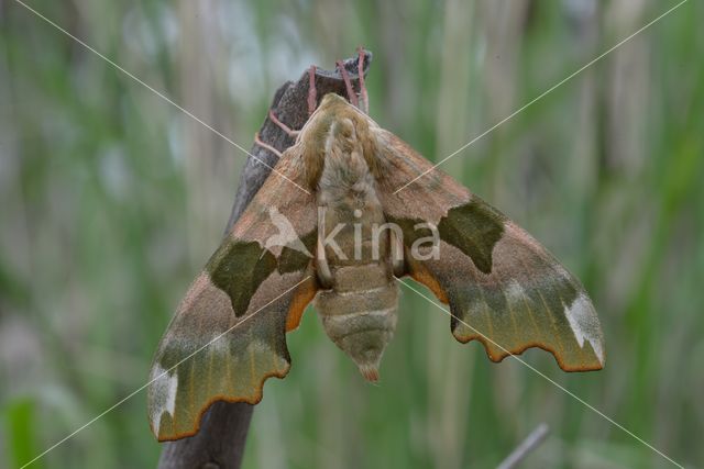 Lime Hawk-moth (Mimas tiliae)