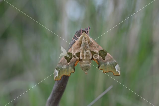 Lime Hawk-moth (Mimas tiliae)