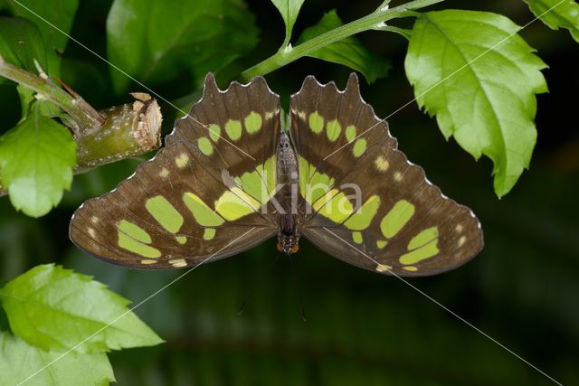 Malachite (Siproeta stelenes)