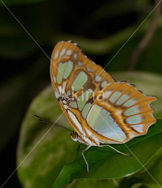 Malachietvlinder (Siproeta stelenes)