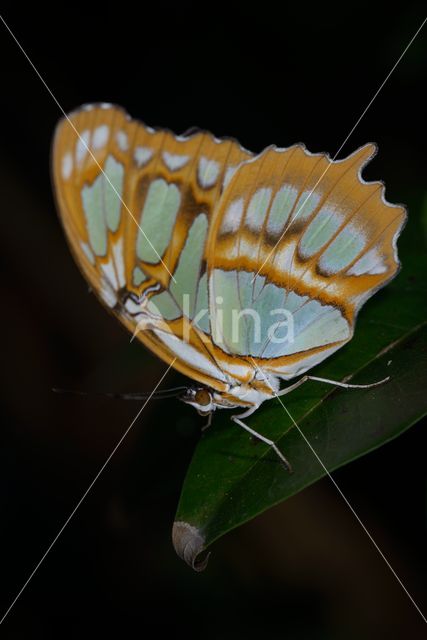 Malachietvlinder (Siproeta stelenes)