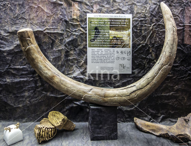 Mammoth (Mammuthus)