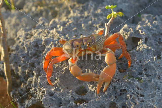 Mangrove crab (Sesarma sp.)