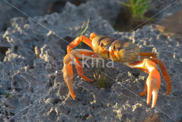 Mangrove crab (Sesarma sp.)