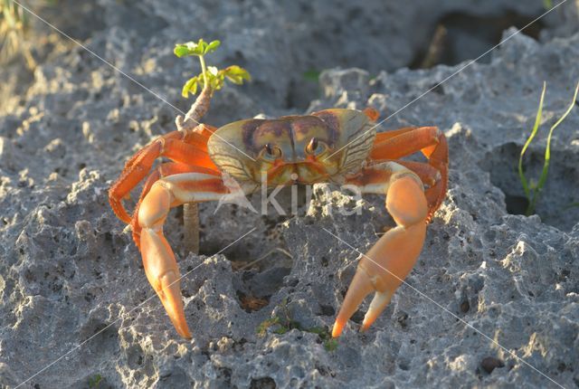 Mangrove crab (Sesarma sp.)