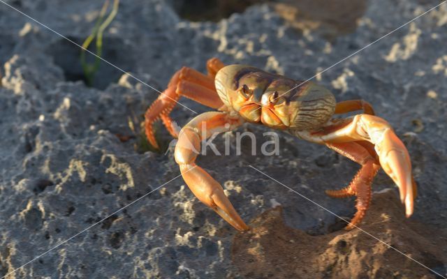 Mangrove crab (Sesarma sp.)