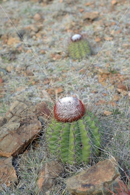 Melocactus macracanthos