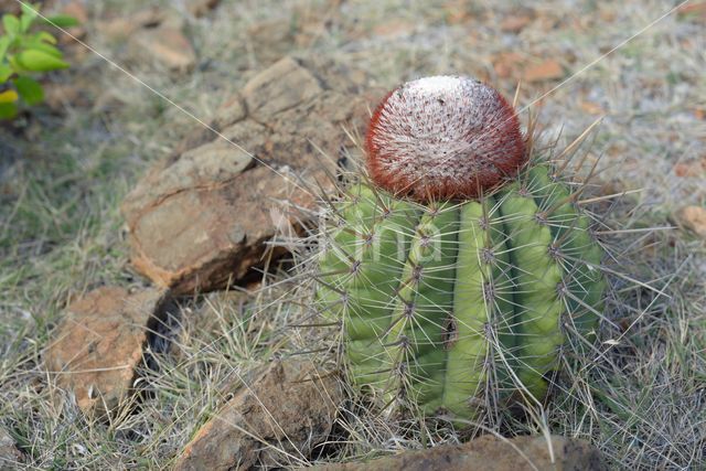 Melocactus macracanthos