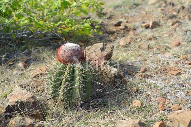 Melocactus macracanthos