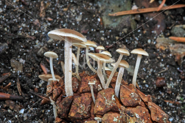 Conifercone Cap (Baeospora myosura)