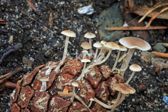 Conifercone Cap (Baeospora myosura)