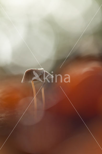 bonnet (Mycena spec.)