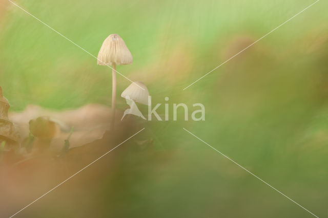 bonnet (Mycena spec.)