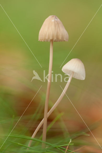 bonnet (Mycena spec.)