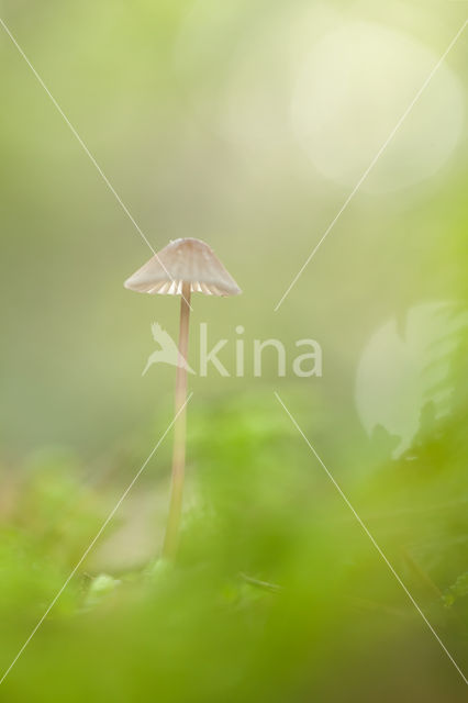 bonnet (Mycena spec.)