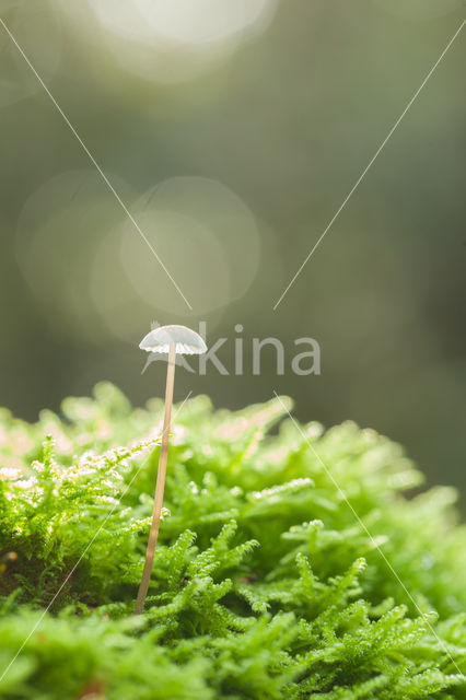 bonnet (Mycena spec.)