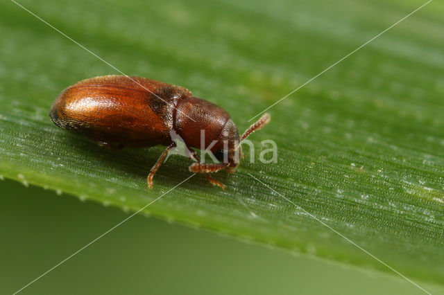 Myrmechixenus vaporariorum