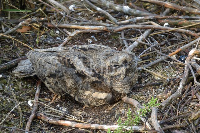 European Nightjar (Caprimulgus europaeus)