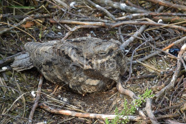 Nachtzwaluw (Caprimulgus europaeus)