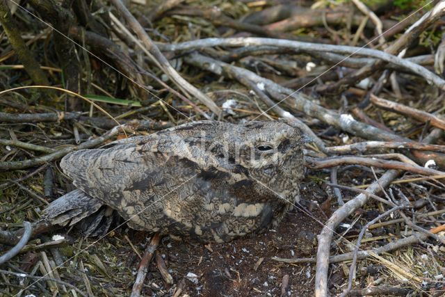 European Nightjar (Caprimulgus europaeus)