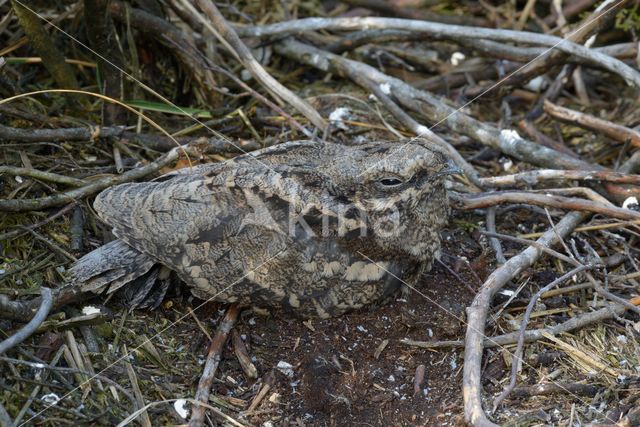 Nachtzwaluw (Caprimulgus europaeus)