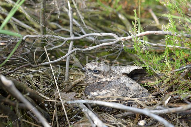 Nachtzwaluw (Caprimulgus europaeus)