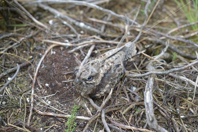 Nachtzwaluw (Caprimulgus europaeus)