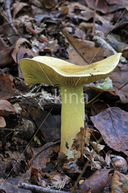 Narcisridderzwam (Tricholoma sulphureum)