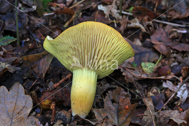 sulphur knight (Tricholoma sulphureum)