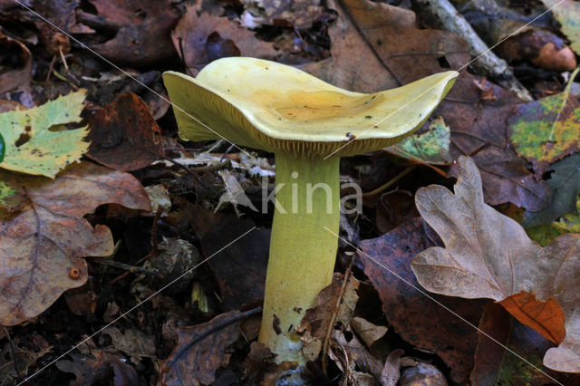 sulphur knight (Tricholoma sulphureum)