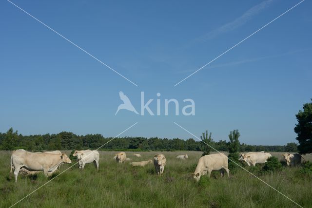 Nationaal Park de Groote Peel