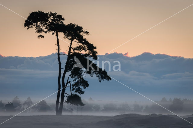 Nationaal Park Drents-Friese Wold