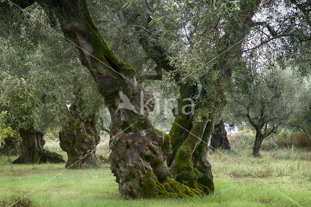 Olive (Olea europaea)