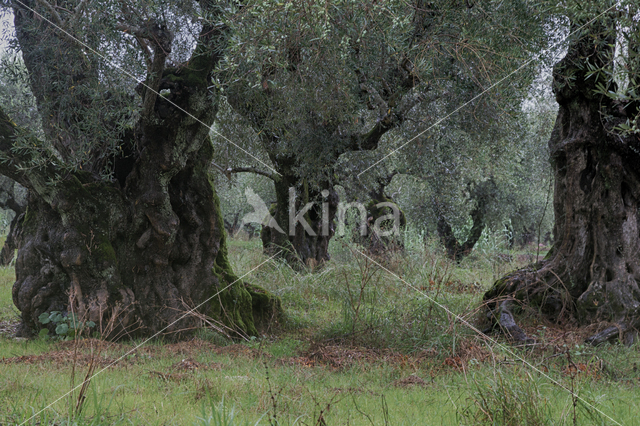 Olijf (Olea europaea)