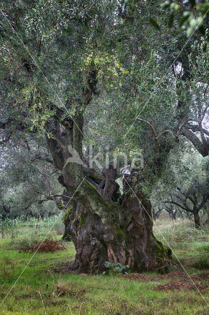 Olijf (Olea europaea)