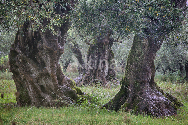 Olijf (Olea europaea)