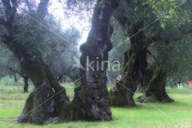 Olijf (Olea europaea)