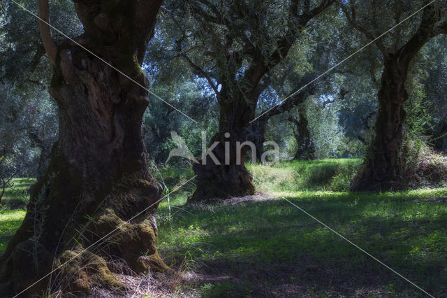 Olive (Olea europaea)