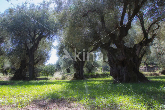 Olive (Olea europaea)