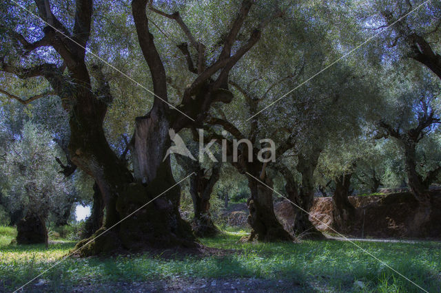 Olive (Olea europaea)